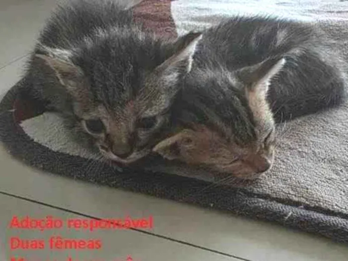 Gato ra a SRD-ViraLata idade Abaixo de 2 meses nome Sem nome