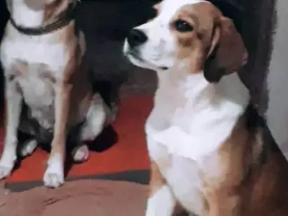 Cachorro ra a SRD-ViraLata idade 4 anos nome Gohan