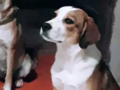 Cachorro raça SRD-ViraLata idade 4 anos nome Gohan