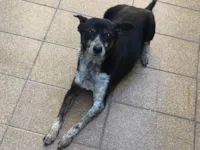 Cachorro raça SRD-ViraLata idade 6 ou mais anos nome Crystal