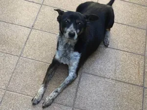 Cachorro raça SRD-ViraLata idade 6 ou mais anos nome Crystal