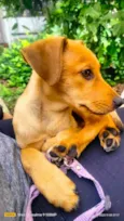 Cachorro ra a SRD-ViraLata idade 2 a 6 meses nome Canjica