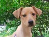 Cachorro raça SRD-ViraLata idade 2 a 6 meses nome Canjica