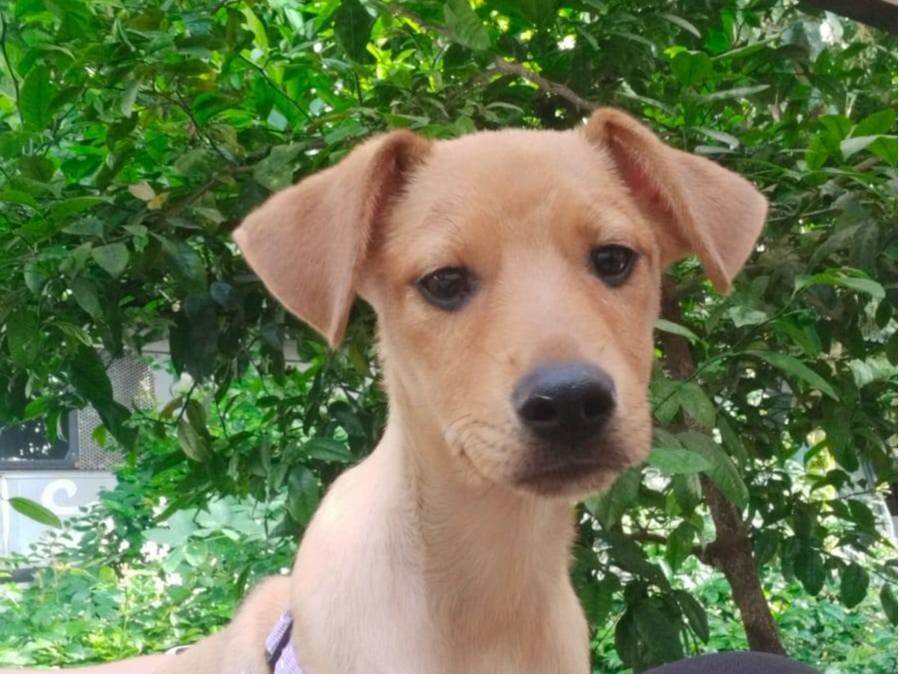 Cachorro ra a SRD-ViraLata idade 2 a 6 meses nome Canjica