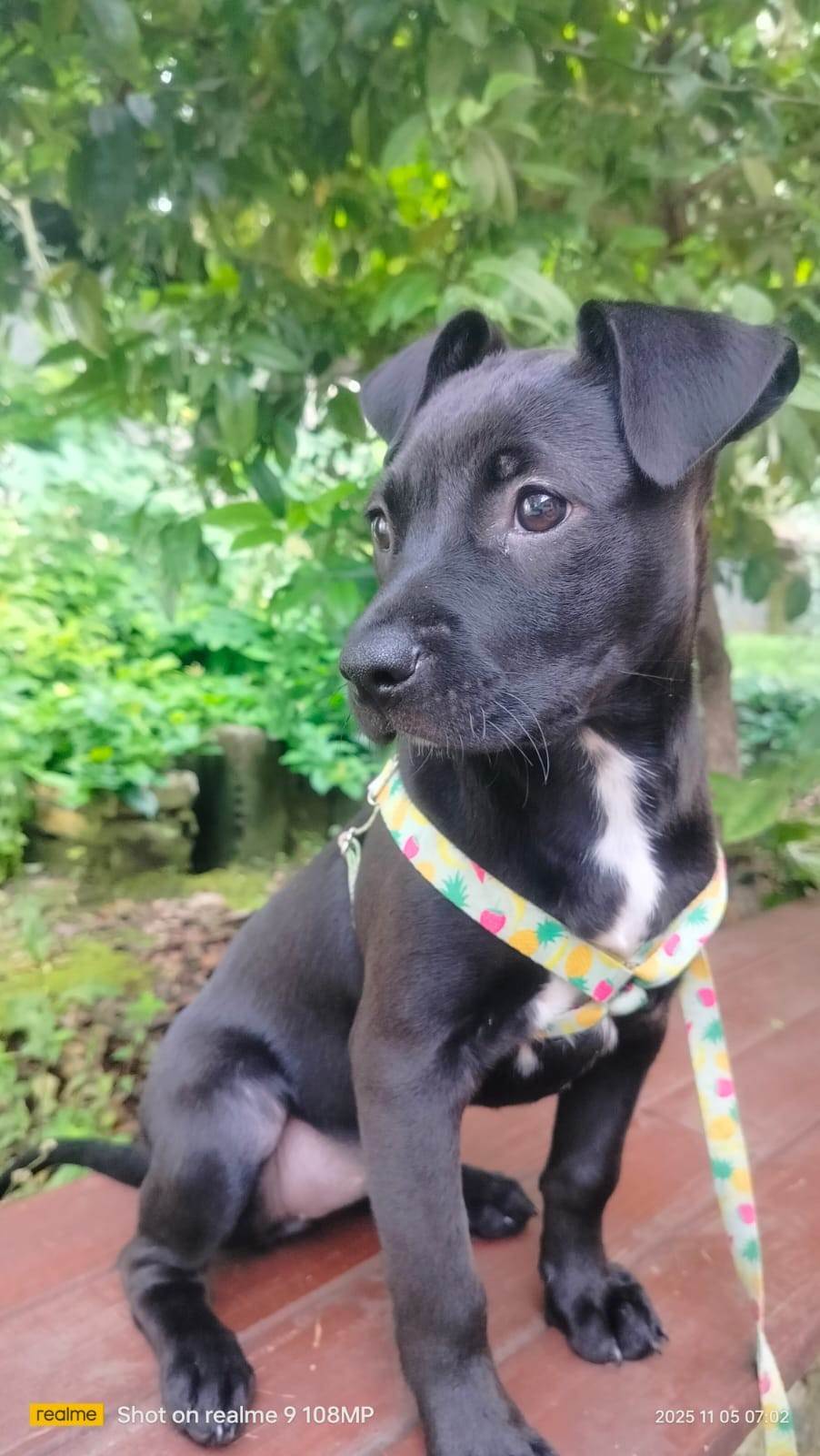 Cachorro ra a SRD-ViraLata idade 2 a 6 meses nome Amora