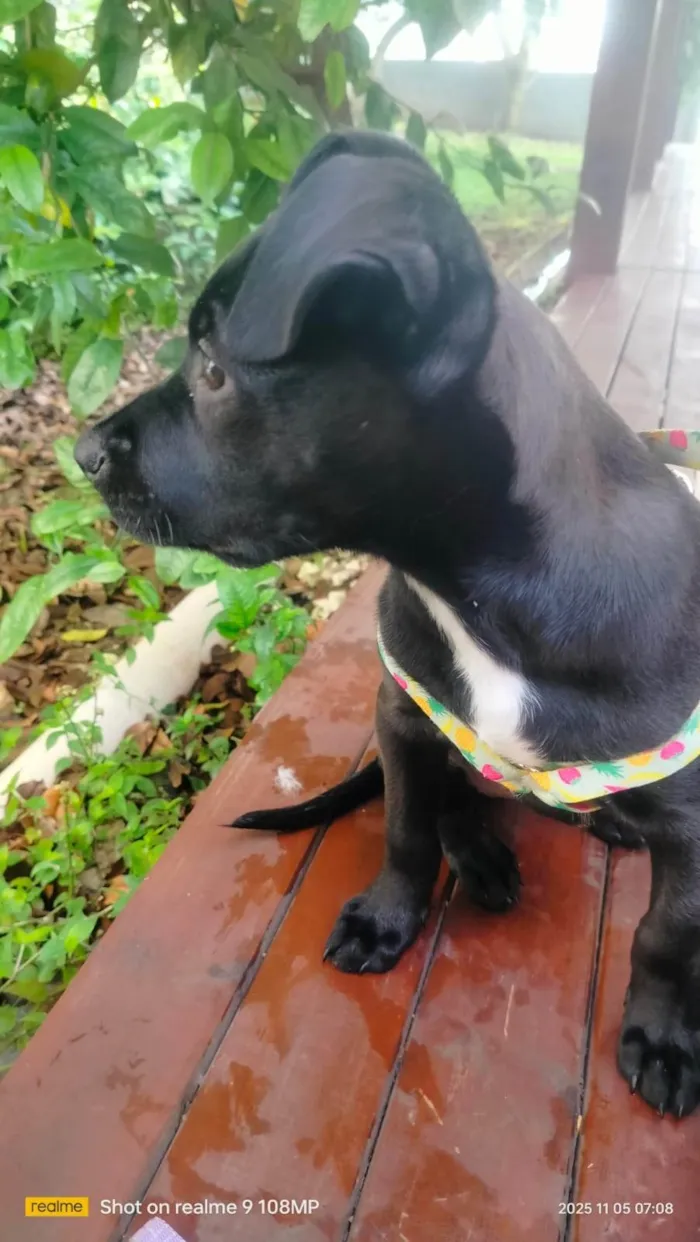 Cachorro ra a SRD-ViraLata idade 2 a 6 meses nome Amora