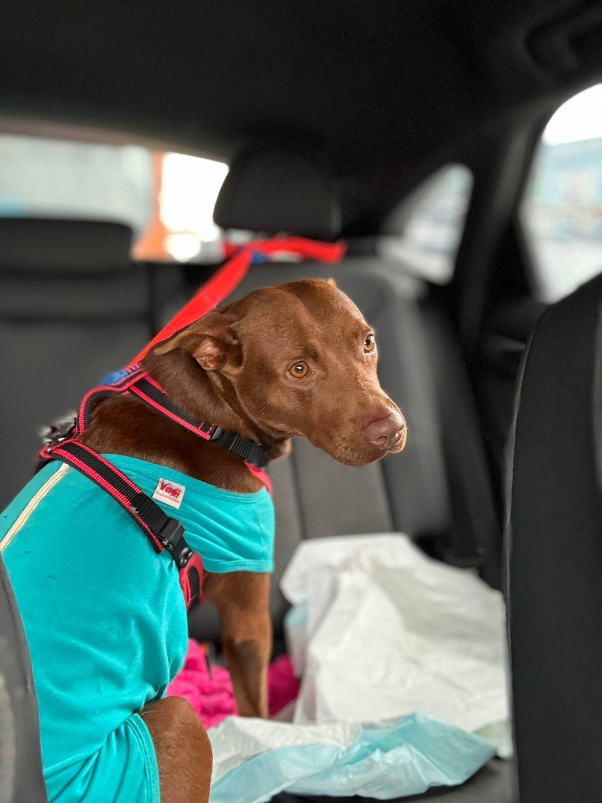 Cachorro ra a Pit-Bull idade 1 ano nome Kakau