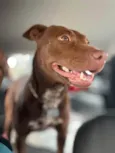 Cachorro ra a Pit-Bull idade 1 ano nome Kakau