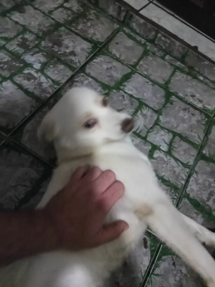 Cachorro ra a SRD-ViraLata idade 7 a 11 meses nome Timão 