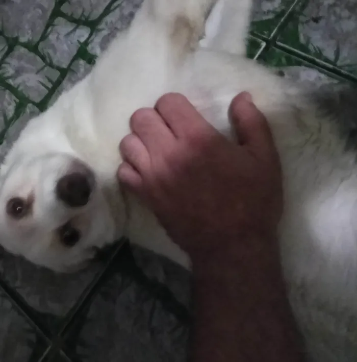 Cachorro ra a SRD-ViraLata idade 7 a 11 meses nome Timão 