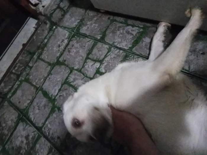 Cachorro ra a SRD-ViraLata idade 7 a 11 meses nome Timão 