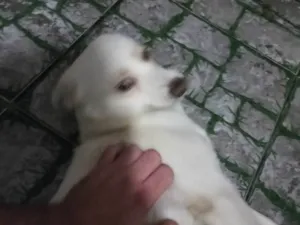 Cachorro ra a SRD-ViraLata idade 7 a 11 meses nome Timão 