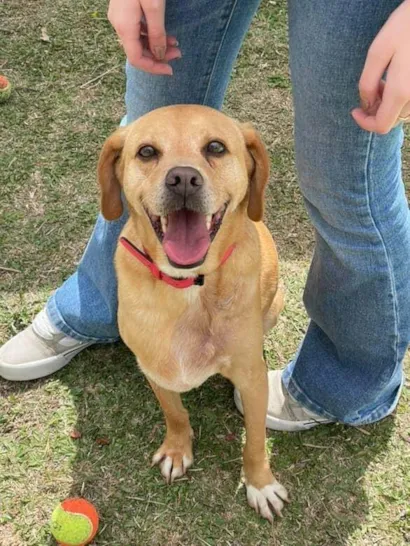 Cachorro ra a SRD-ViraLata idade 5 anos nome Caramelo