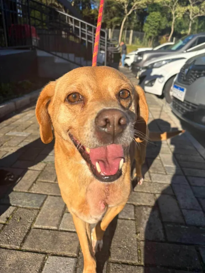 Cachorro ra a SRD-ViraLata idade 5 anos nome Caramelo