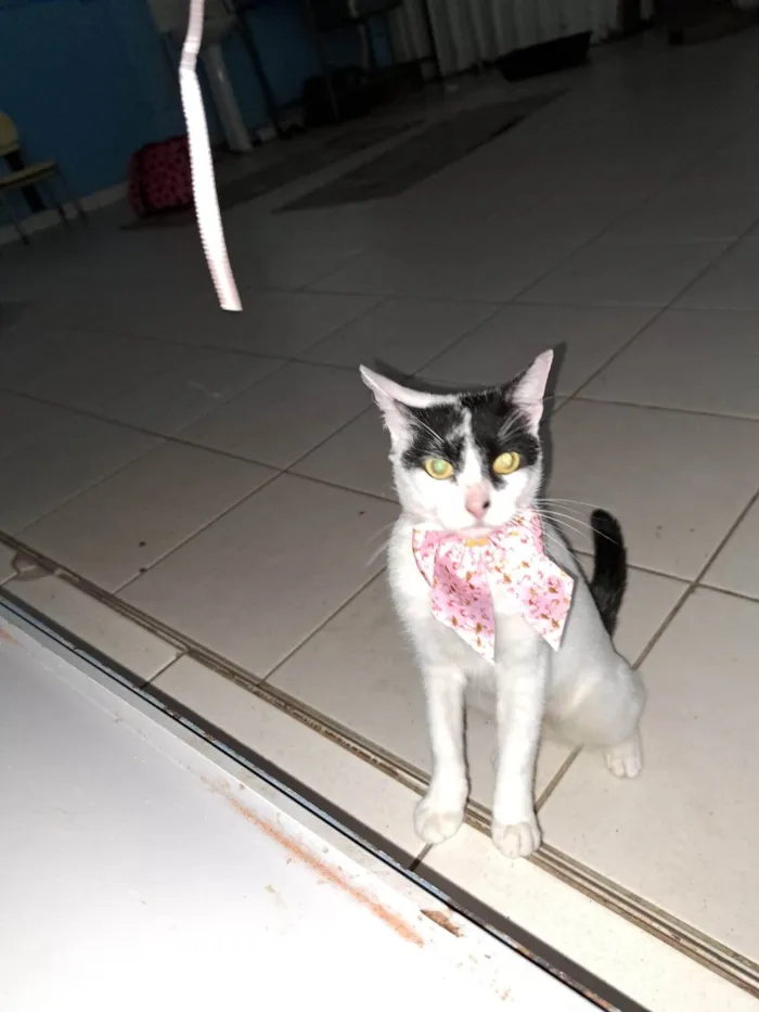 Gato ra a SRD-ViraLata idade 1 ano nome SAORI