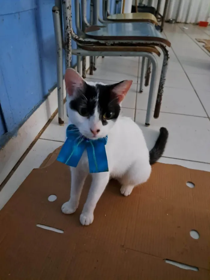 Gato ra a SRD-ViraLata idade 1 ano nome SAORI
