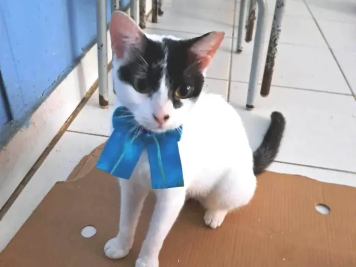 Gato raça SRD-ViraLata idade 1 ano nome SAORI