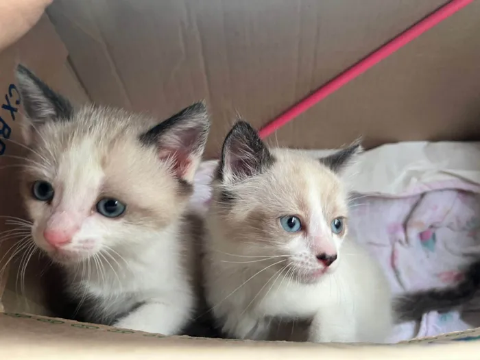 Gato ra a SRD-ViraLata idade Abaixo de 2 meses nome Eduardo e Mônica 