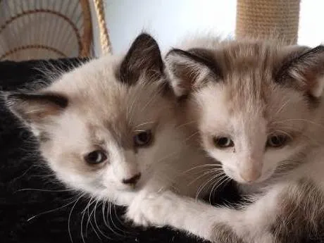 Gato ra a SRD-ViraLata idade Abaixo de 2 meses nome Eduardo e Mônica 