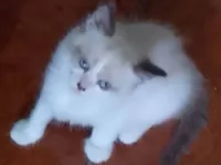 Gato ra a SRD-ViraLata idade Abaixo de 2 meses nome Eduardo e Mônica 