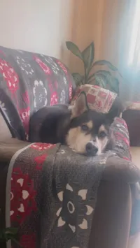 Cachorro ra a Husky Siberiano idade 2 anos nome Thor 