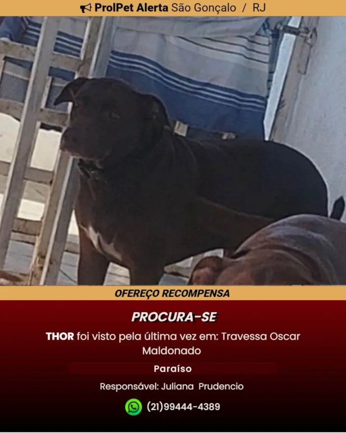 Cachorro ra a Pit-Bull idade 5 anos nome Tror