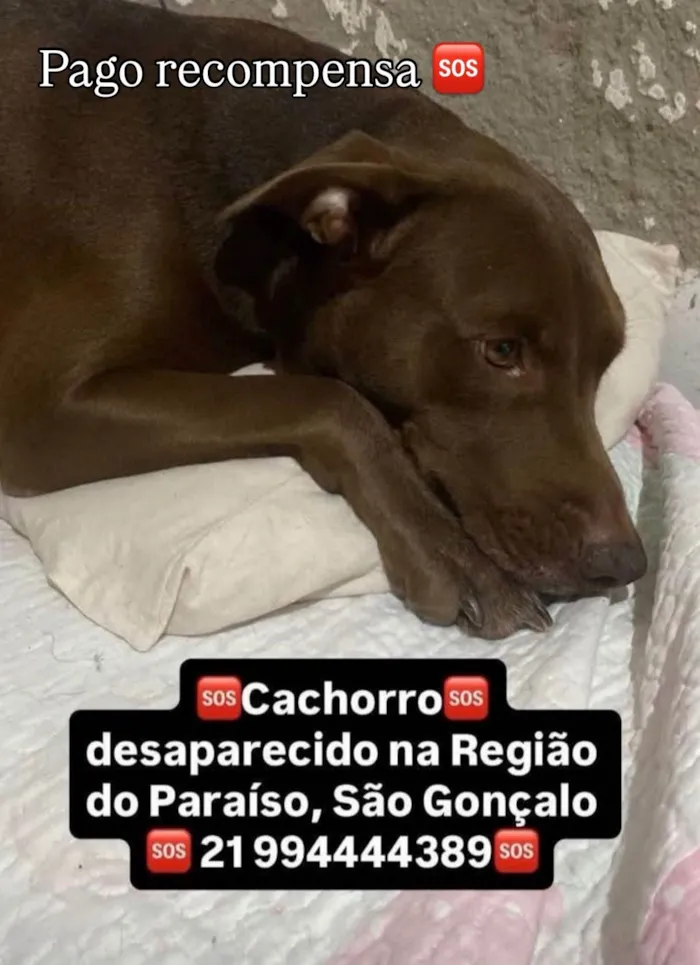 Cachorro ra a Pit-Bull idade 5 anos nome Tror