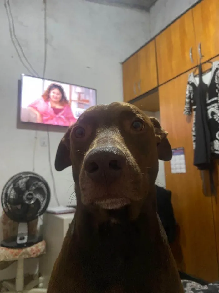 Cachorro ra a Pit-Bull idade 5 anos nome Tror