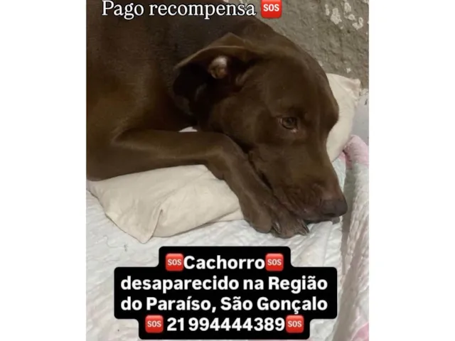 Cachorro raça Pit-Bull idade 5 anos nome Tror