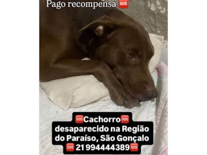 Cachorro raça Pit-Bull idade 5 anos nome Tror