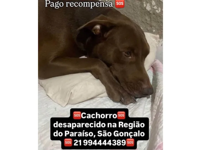 Cachorro ra a Pit-Bull idade 5 anos nome Tror