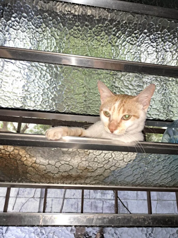 Gato ra a SRD-ViraLata idade 7 a 11 meses nome BRAD PITT