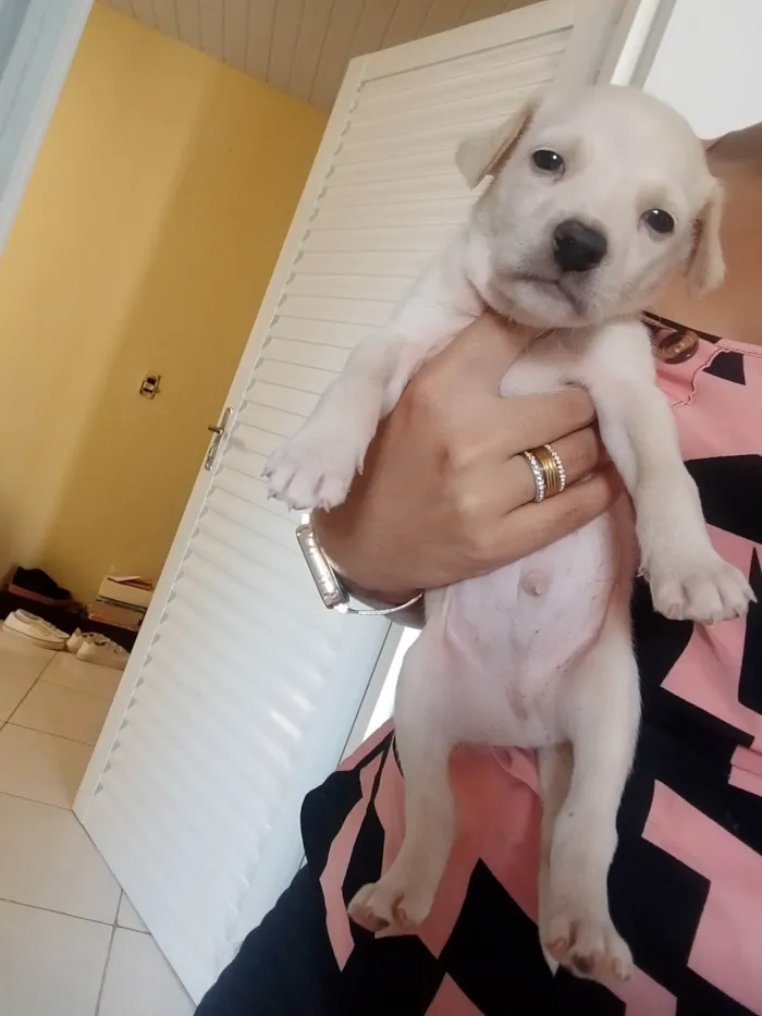 Cachorro ra a SRD-ViraLata idade 2 a 6 meses nome Bola branca 