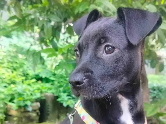 Cachorro raça SRD-ViraLata idade 2 a 6 meses nome Amora