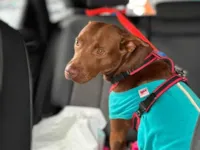 Cachorro raça Pit-Bull idade 1 ano nome Kakau