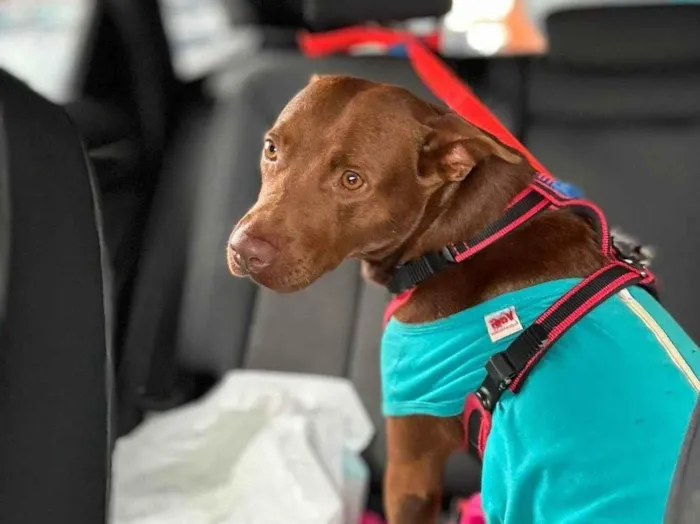 Cachorro raça Pit-Bull idade 1 ano nome Kakau