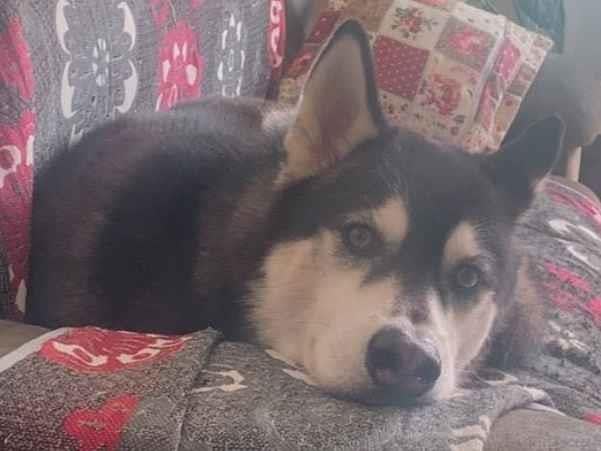 Cachorro raça Husky Siberiano idade 2 anos nome Thor 