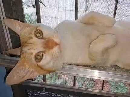 Gato raça SRD-ViraLata idade 7 a 11 meses nome BRAD PITT