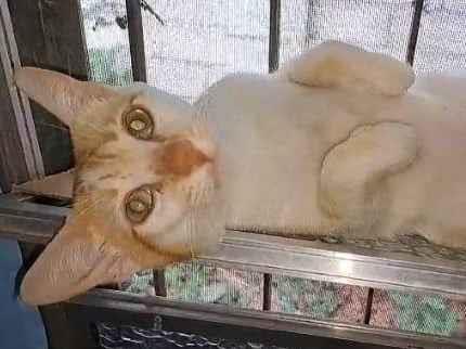 Gato ra a SRD-ViraLata idade 7 a 11 meses nome BRAD PITT