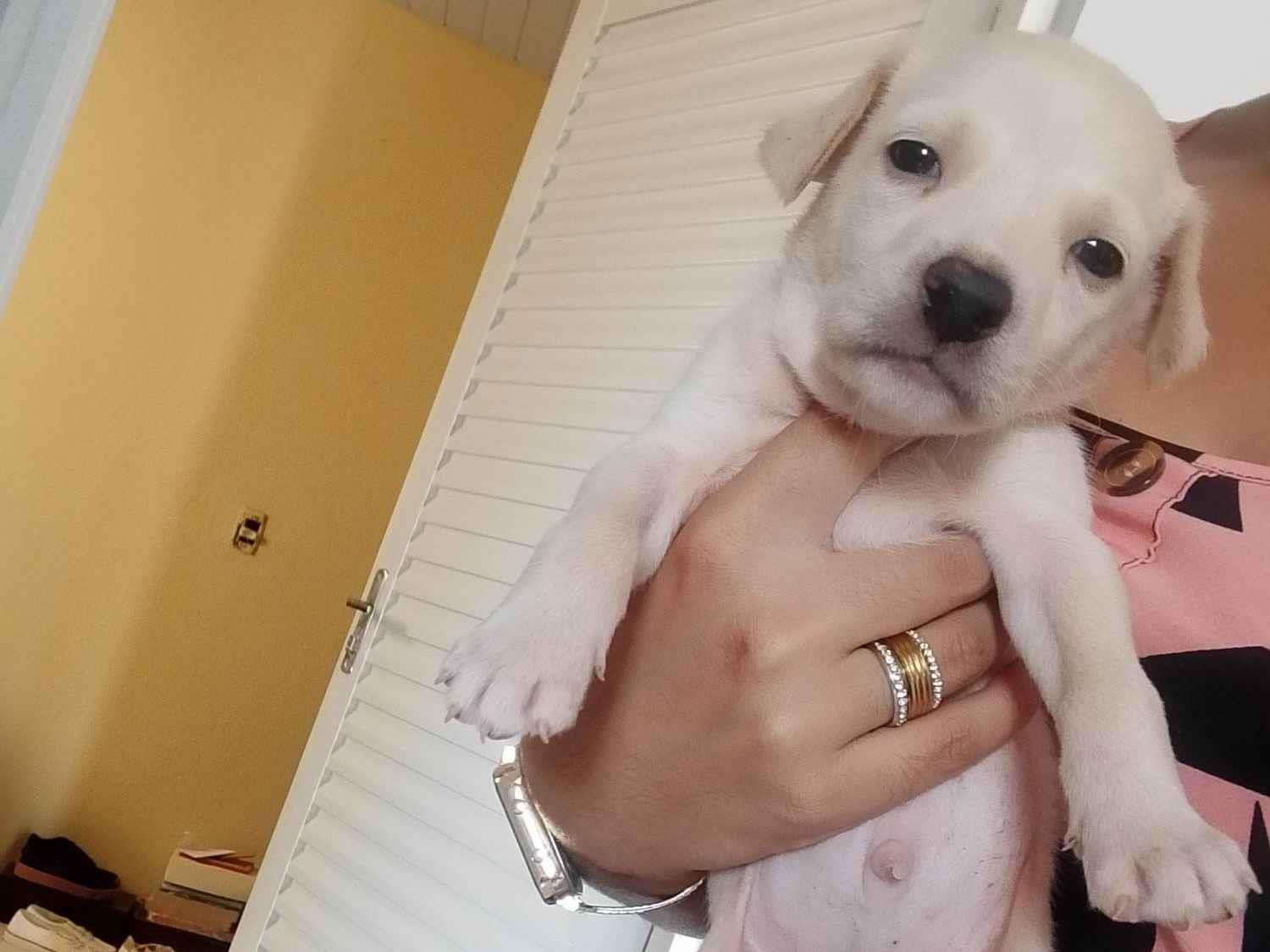 Cachorro ra a SRD-ViraLata idade 2 a 6 meses nome Bola branca 