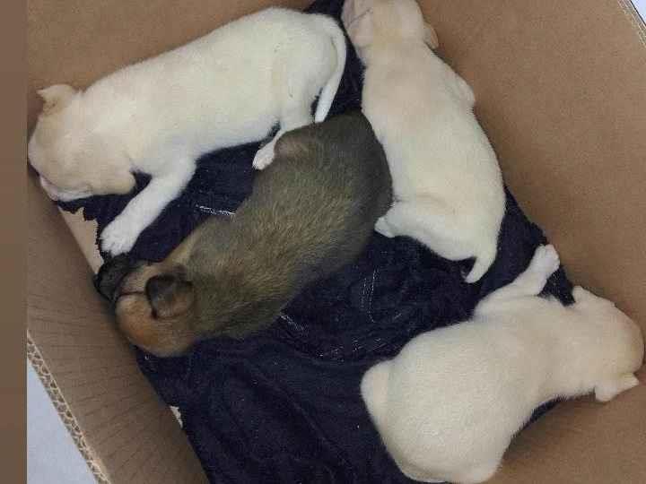 Cachorro ra a SRD-ViraLata idade 2 a 6 meses nome Cães 