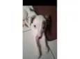 Cachorro ra a SRD-ViraLata idade 2 a 6 meses nome Lua 