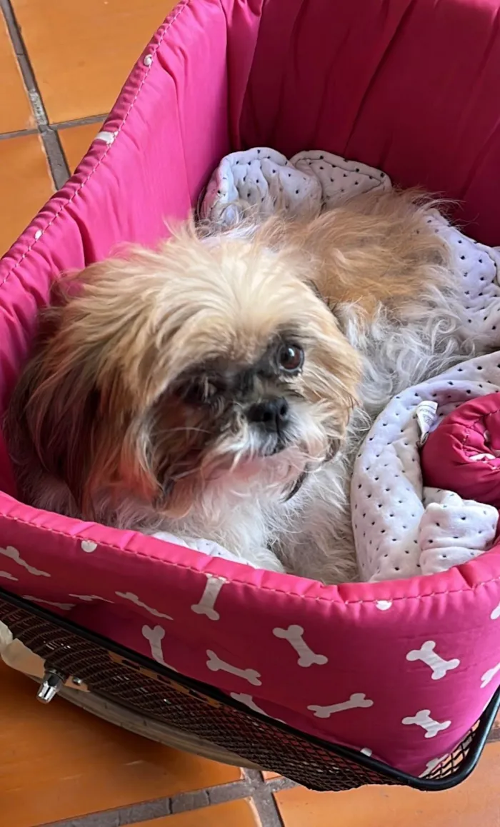 Cachorro ra a Shitzu idade 6 ou mais anos nome Holly