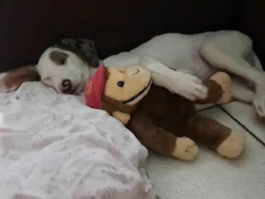 Cachorro raça SRD-ViraLata idade 2 a 6 meses nome Lua 