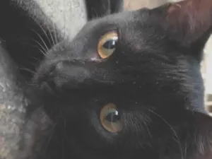 Gato raça SRD-ViraLata idade 2 a 6 meses nome Safira