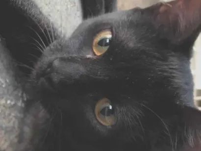 Gato raça SRD-ViraLata idade 2 a 6 meses nome Safira