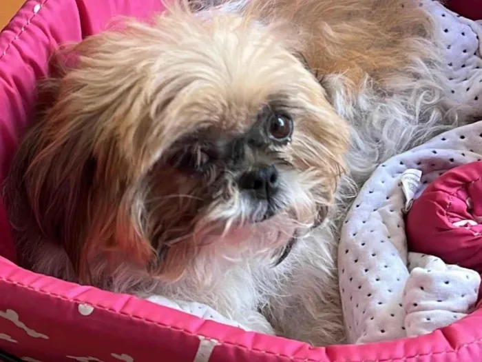 Cachorro ra a Shitzu idade 6 ou mais anos nome Holly