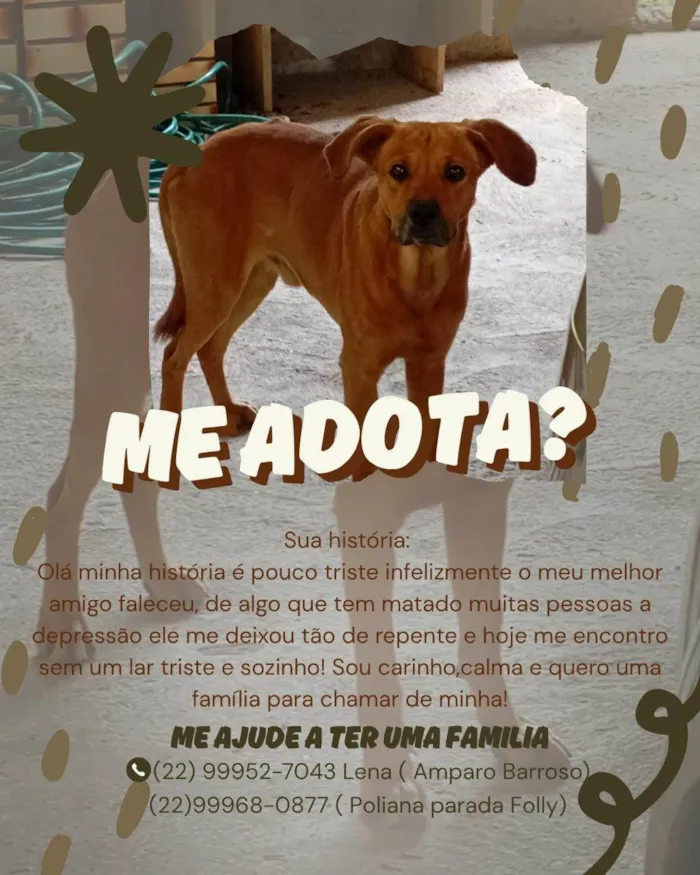 Cachorro ra a SRD-ViraLata idade 6 ou mais anos nome Caramelo 