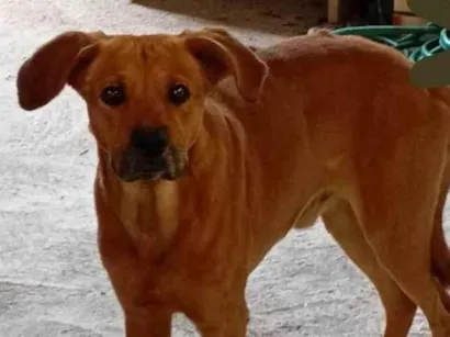 Cachorro ra a SRD-ViraLata idade 6 ou mais anos nome Caramelo 