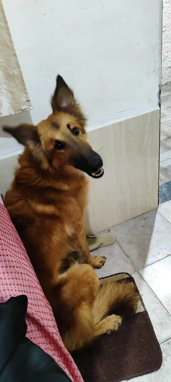 Cachorro ra a SRD-ViraLata idade 1 ano nome Francini Botelho